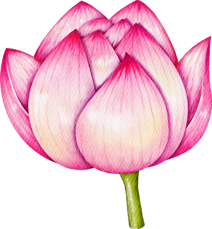 Pink Lotus flower